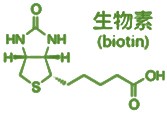 生物素标记